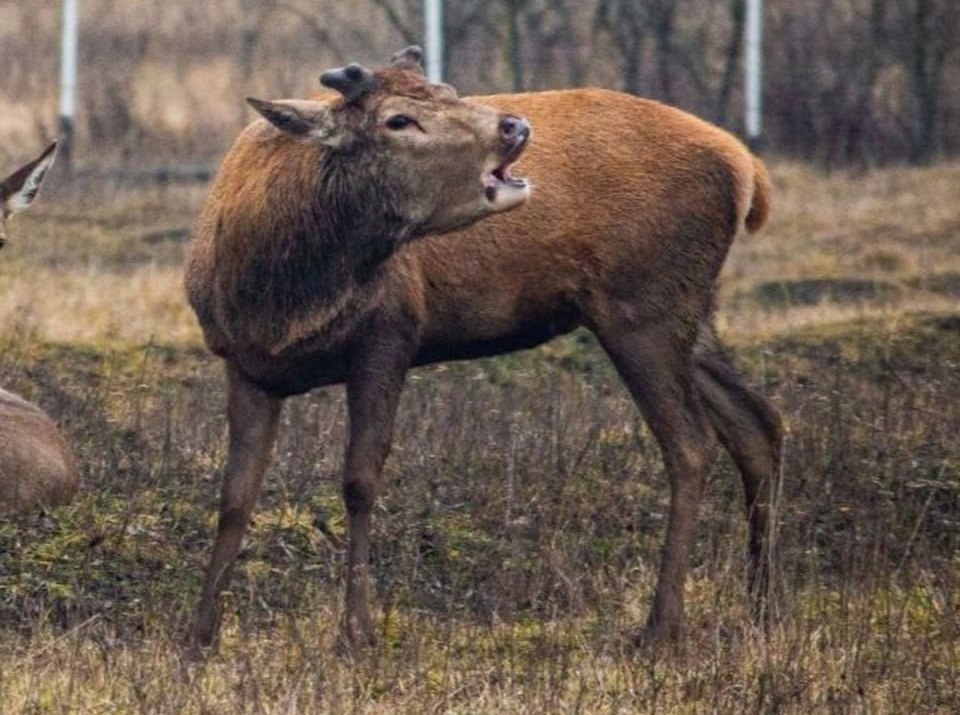 Саратовский благородный олень Степан стал отцом и досрочно сбросил рога Саратовский благородный олень Степан стал отцом и досрочно сбросил рога